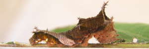 Neptis praslini staudingereana - Final Larvae